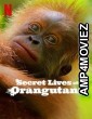 Secret Lives of Orangutans (2024) ORG Hindi Dubbed Movie